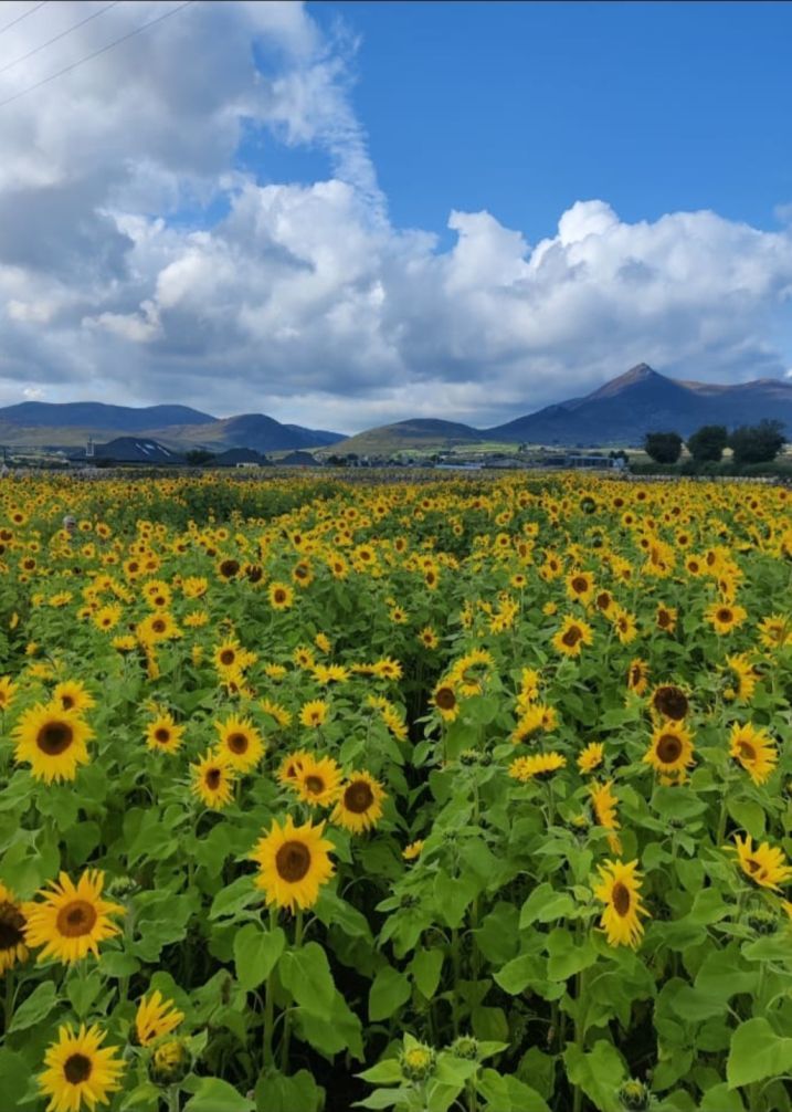 sunflower thank you card